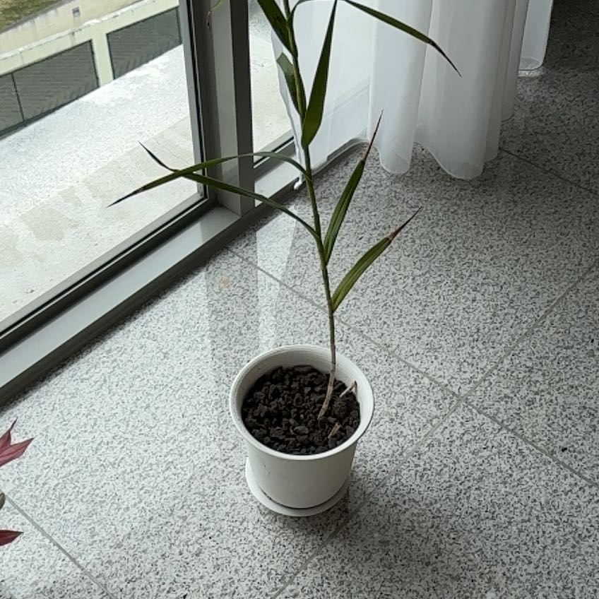 Photo of the plant species Bamboo Orchid by @CoolPuriri32 named Sir Plancelot on Greg, the plant care app