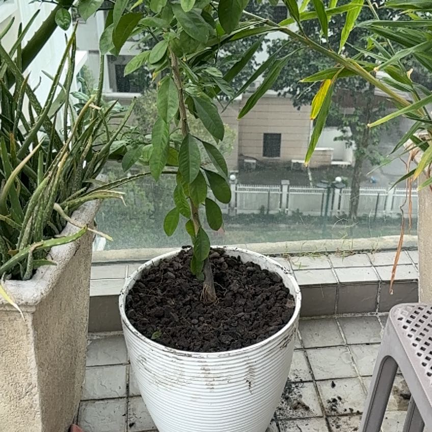 Photo of the plant species Calamansi by @CoolPuriri32 named Sir Squeeze A Lot on Greg, the plant care app