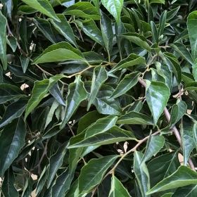 Photo of the plant species Japanese Snowbell 'Marley's Pink Parasol' by @DeluxePeony0 named Sol on Greg, the plant care app