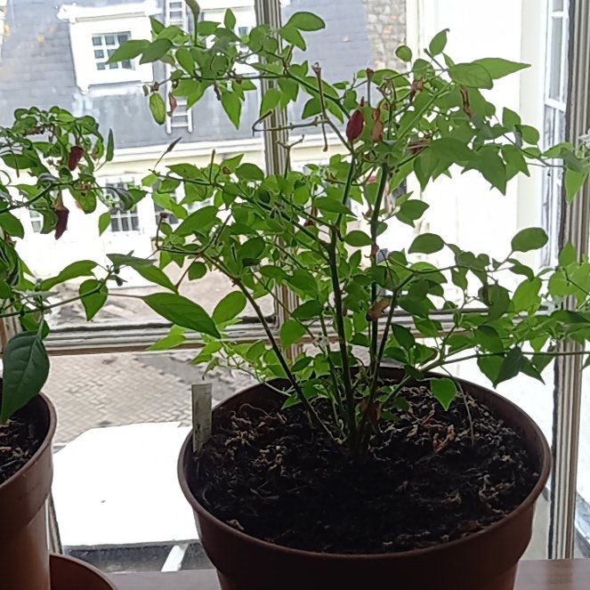 Photo of the plant species Basket of Fire Pepper by @ActualAlmond67 named Coco on Greg, the plant care app