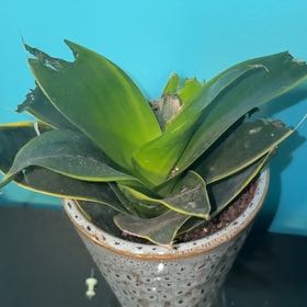 Photo of the plant species Sansevieria Night Owl by @AstuteMelon64 named Huckleberry Fern on Greg, the plant care app