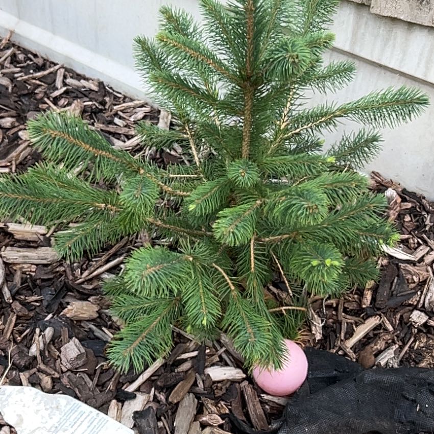 Photo of the plant species Sitka Spruce by @CalmRosea73 named James Dean on Greg, the plant care app