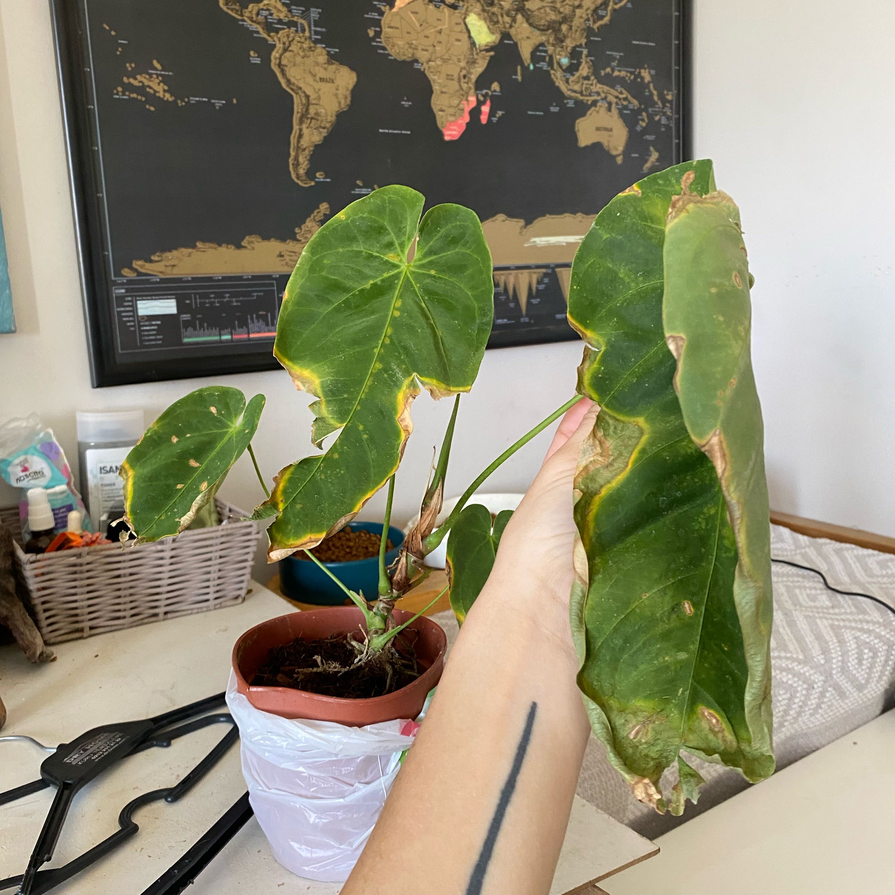 Photo of the plant species Anthurium queremalense by @SpicyDovetree43 named Bodhi on Greg, the plant care app