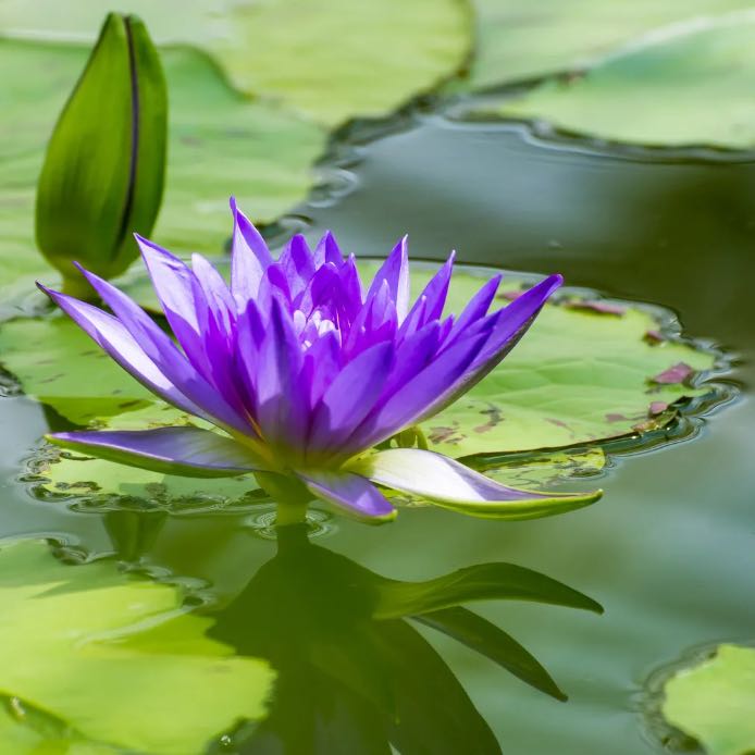 Photo of the plant species Star Lotus by @SpicyDovetree43 named Anne on Greg, the plant care app