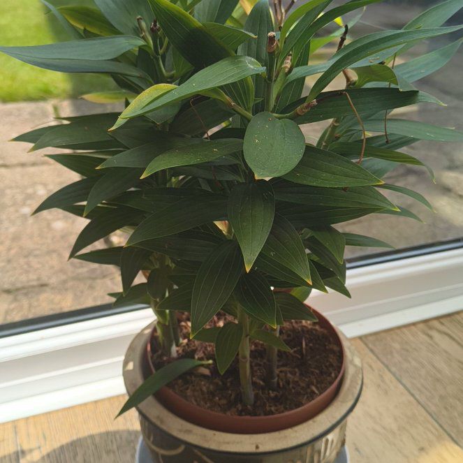 Photo of the plant species Stargazer Lily by @IconWoodvetch27 named LiloStitch on Greg, the plant care app