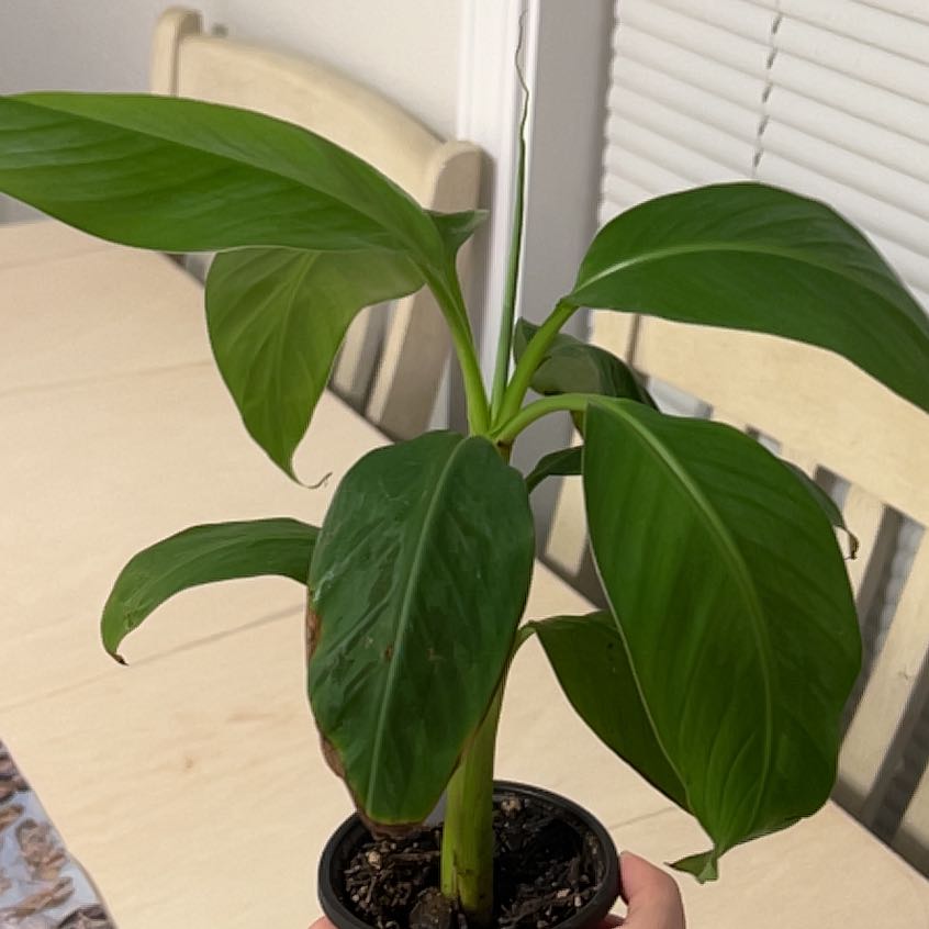 Photo of the plant species Blood Banana by @VividGoatweed63 named Sproutacus on Greg, the plant care app