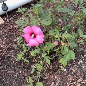 Photo of the plant species Royal Mallow by @PropitiousNoni3 named Madonna on Greg, the plant care app