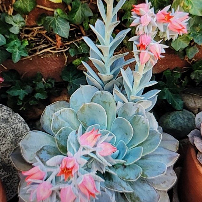 Photo of the plant species Encantada™ Echeveria by @UberBlueelf75 named Athena on Greg, the plant care app
