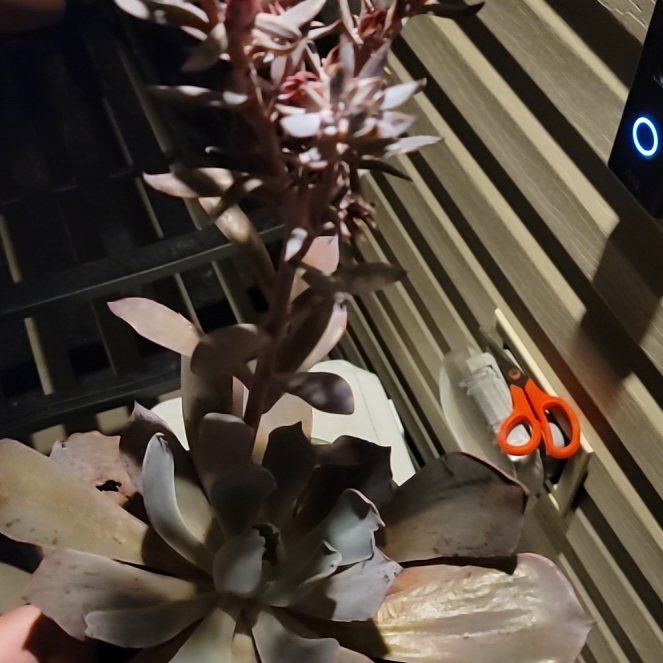 Photo of the plant species Echeveria 'Afterglow' by @UberBlueelf75 named Nithin on Greg, the plant care app