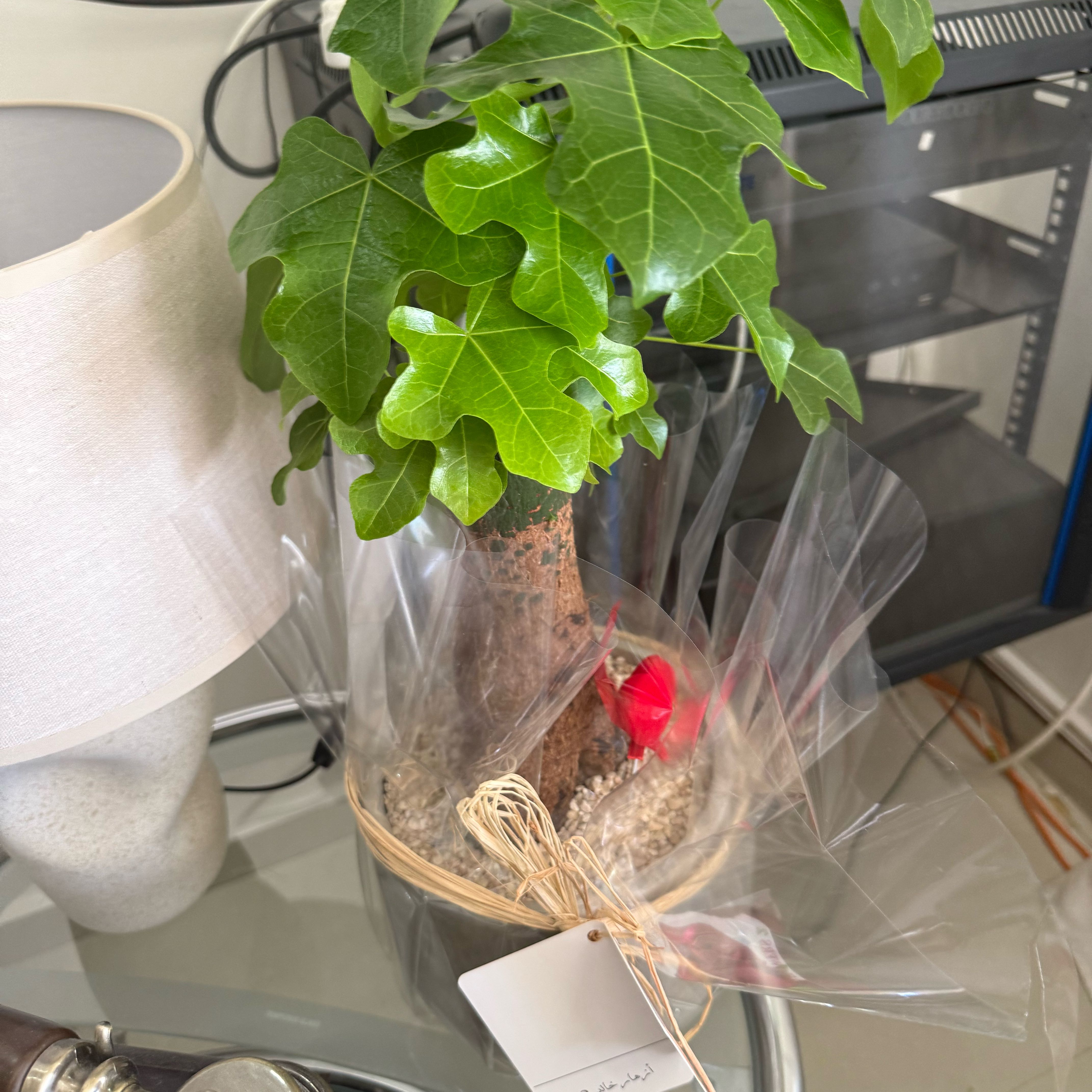 Photo of the plant species Flame Bottletree by @OpulentGrass35 named Walt on Greg, the plant care app