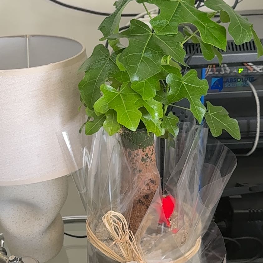 Photo of the plant species Flame Bottletree by @OpulentGrass35 named Hemingway on Greg, the plant care app