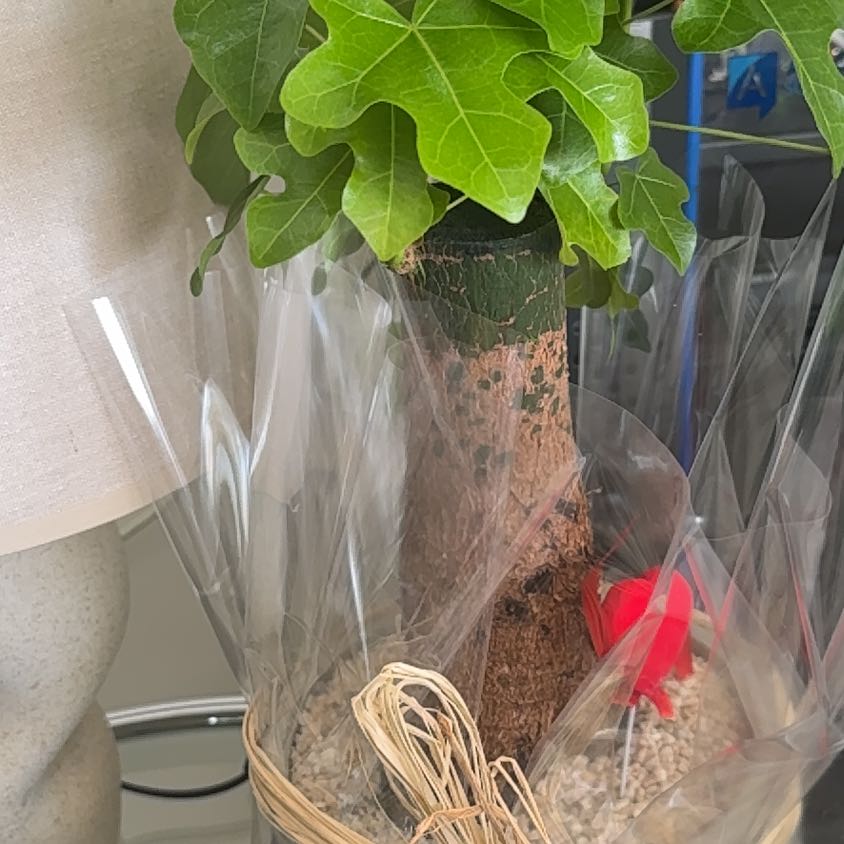 Photo of the plant species Flame Bottletree by @OpulentGrass35 named Marley on Greg, the plant care app