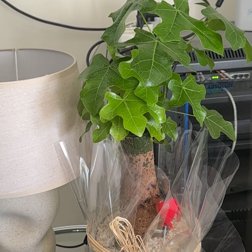 Photo of the plant species Flame Bottletree by @OpulentGrass35 named Luna on Greg, the plant care app