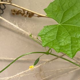 Photo of the plant species Cucamelon by @UnbiasedCamphor named Einstein on Greg, the plant care app