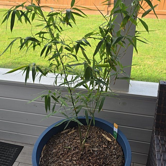 Photo of the plant species Red Margin Bamboo by @RulerSkunkbush named Bella on Greg, the plant care app