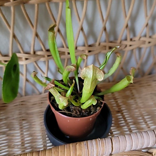 Photo of the plant species Trumpet Pitcher Plant by @meadowsweet named Sarracenia on Greg, the plant care app