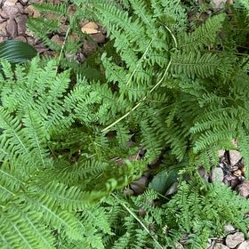 Photo of the plant species Bracken Fern by @JovialPepino89 named Xena on Greg, the plant care app