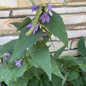 Photo of the plant species Rampion Bellflower by @JovialPepino89 named Leonardo on Greg, the plant care app