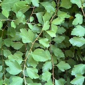 Photo of the plant species Golden Currant by @JovialPepino89 named Beckham on Greg, the plant care app