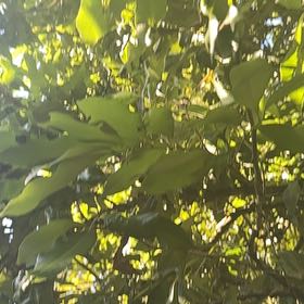 Photo of the plant species Karaka by @GemGrevillea17 named Nemo on Greg, the plant care app