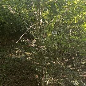 Photo of the plant species Old Switch Panic Grass by @GemGrevillea17 named Harmony on Greg, the plant care app
