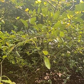 Photo of the plant species Common Buttonbush by @GemGrevillea17 named Tupot amaroot on Greg, the plant care app