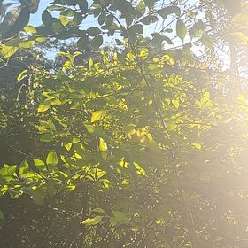 Photo of the plant species Garden Privet by @GemGrevillea17 named Doja Cat on Greg, the plant care app