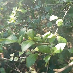 Photo of the plant species Garden Privet by @GemGrevillea17 named Mando on Greg, the plant care app