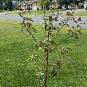 Photo of the plant species Honeycrisp apple tree by @FastWildlime53 named James Dean on Greg, the plant care app