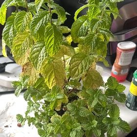 Photo of the plant species Tashkent Mint by @SaintlyPlain20 named Doja Cat on Greg, the plant care app