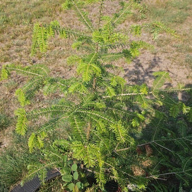 Photo of the plant species Canada Balsam by @Spadedace74 named Harry on Greg, the plant care app