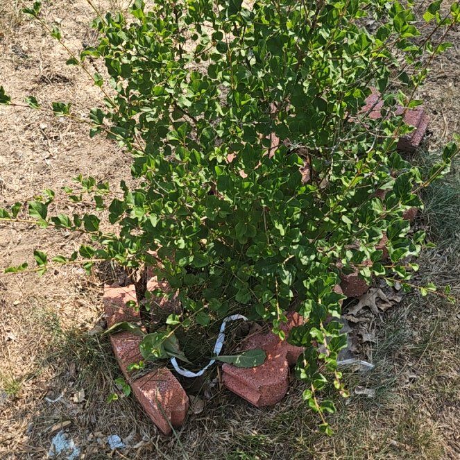 Photo of the plant species Caper Bush by @Spadedace74 named Tupot amaroot on Greg, the plant care app