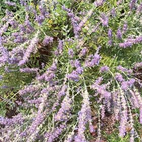 Photo of the plant species Russian Sage 'Bluesette' by @AngelHemlock47 named Muhammad Ali on Greg, the plant care app