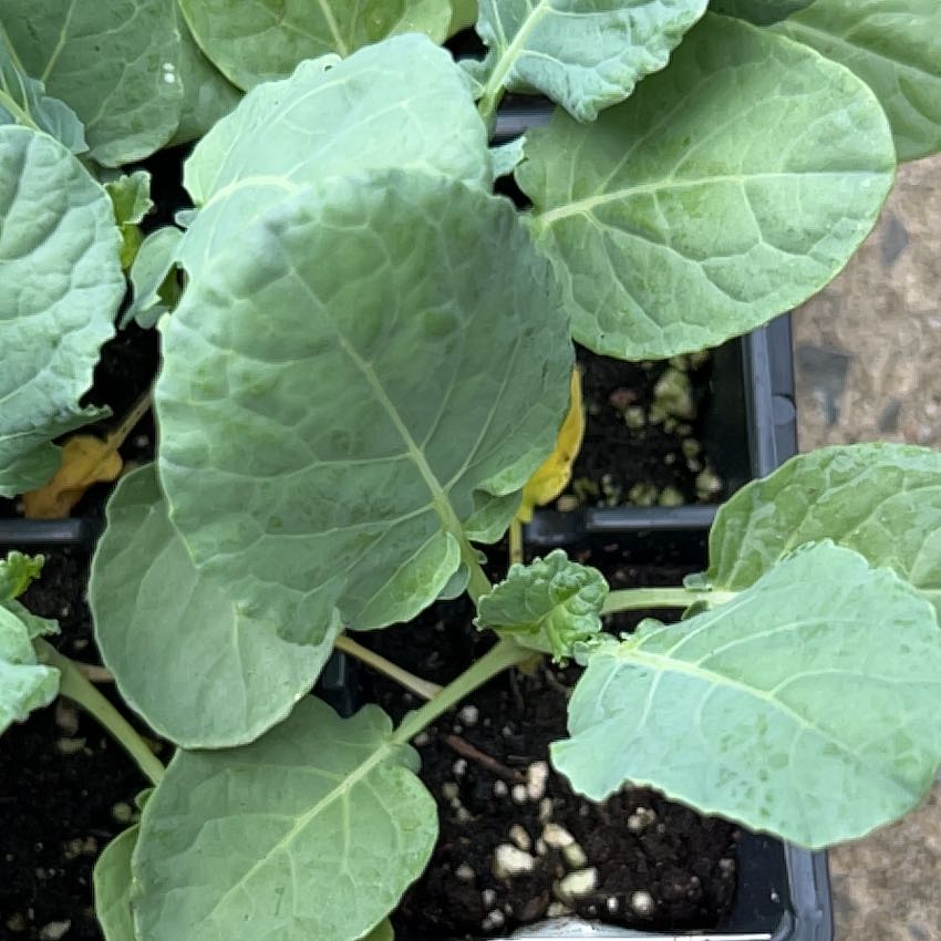 Photo of the plant species Broccoli by @AngelHemlock47 named Khaleesi on Greg, the plant care app