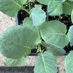 Photo of the plant species Cauliflower by @AngelHemlock47 named Delilah on Greg, the plant care app