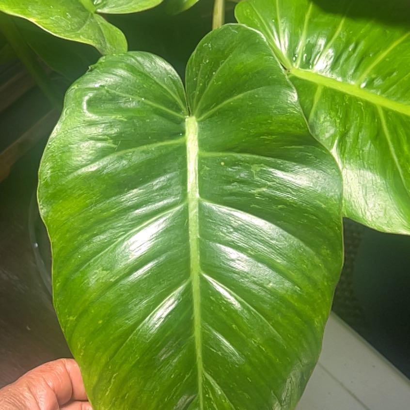 Photo of the plant species Jungle Fever Green by @Lulus_plants81 named Foxxy on Greg, the plant care app
