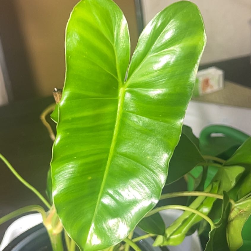 Photo of the plant species Burl Marx Philo by @Lulus_plants81 named Betty on Greg, the plant care app