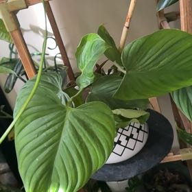Photo of the plant species Philodendron Nanegalense by @Lulus_plants81 named Lillian on Greg, the plant care app