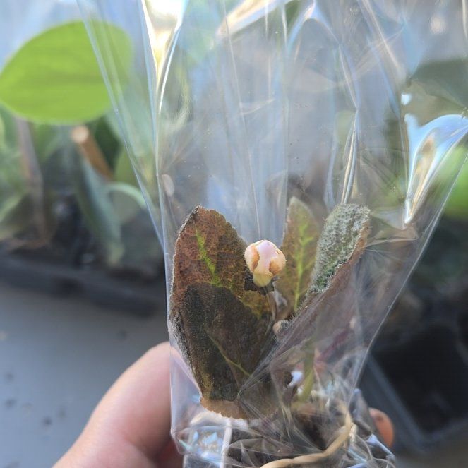 Photo of the plant species Leatherleaf by @jasmeet named Ulysses S Plant on Greg, the plant care app