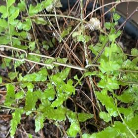 Photo of the plant species Japanese Climbing Fern by @ImmenseApple named Robert Plant on Greg, the plant care app