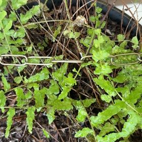 Photo of the plant species Japanese Climbing Fern by @ImmenseApple named Osmo on Greg, the plant care app