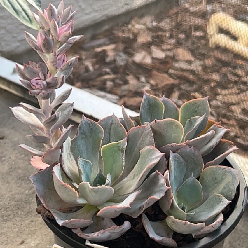Photo of the plant species Echeveria 'Andromeda' by @DeanAjwain57 named Nemo on Greg, the plant care app