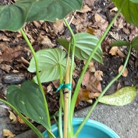 Photo of the plant species Philodendron Peltatum by @YesBonsai68 named Aria on Greg, the plant care app