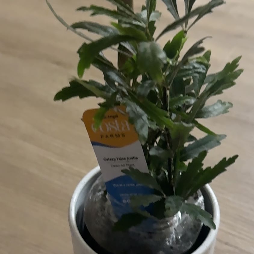 Photo of the plant species False Aralia by @ProTupeia17 named Aristotle on Greg, the plant care app