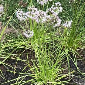 Photo of the plant species Nodding Onion by @FunMullein41 named Sproutacus on Greg, the plant care app