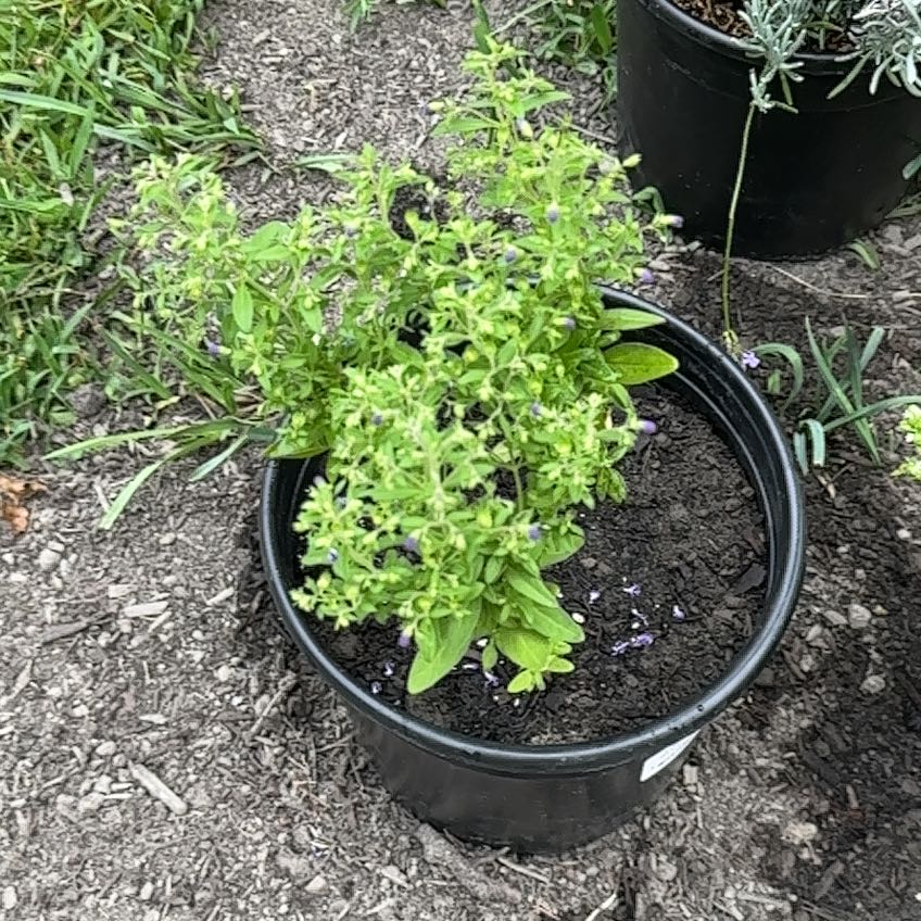 Photo of the plant species Forked Bluecurls by @FunMullein41 named Doja Cat on Greg, the plant care app