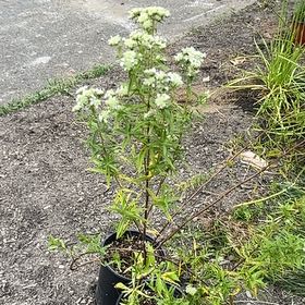 Photo of the plant species Virginia Mountain Mint by @FunMullein41 named James Dean on Greg, the plant care app