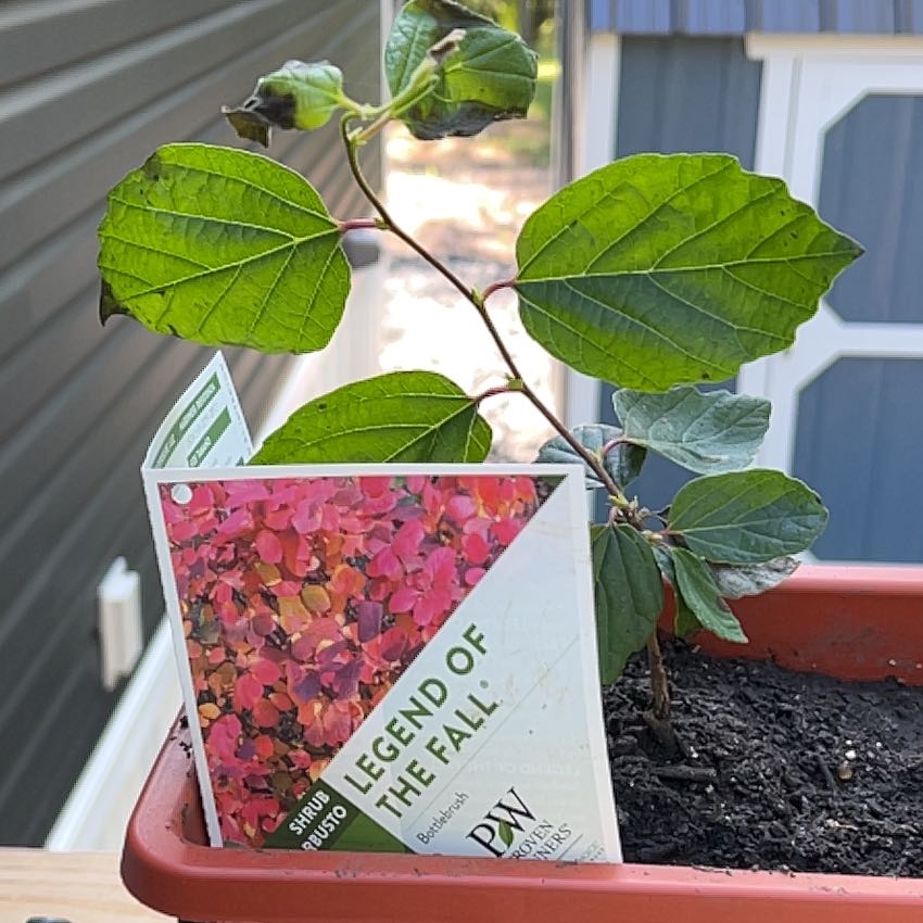 Photo of the plant species Legend of the Fall Bottlebrush by @CleanDyebush43 named Baesil on Greg, the plant care app