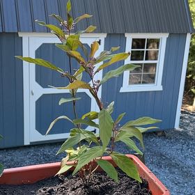 Photo of the plant species Pearl Glam Beautyberry by @CleanDyebush43 named Coco on Greg, the plant care app