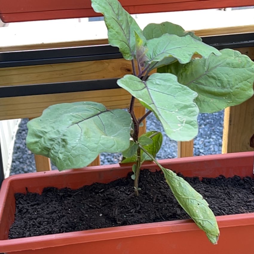 Photo of the plant species Eggplant by @CleanDyebush43 named Delilah on Greg, the plant care app